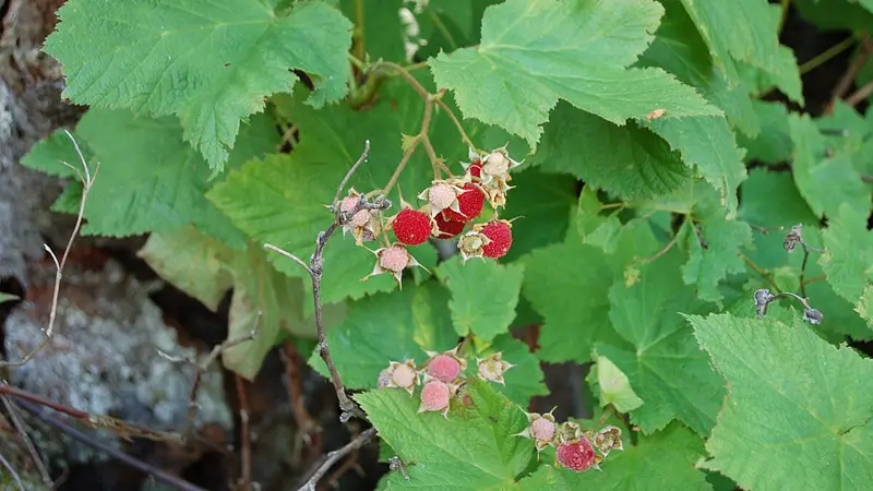 thimbleberries in the wild