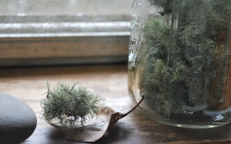 Usnea Medicinal Uses: A Survival Antibiotic From Nature 2 usnea preparation