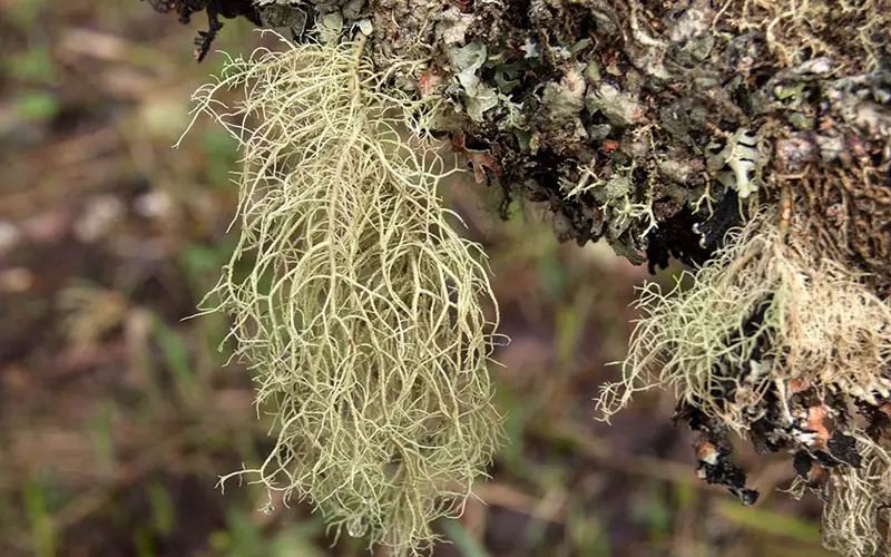 Usnea Medicinal Uses: A Survival Antibiotic From Nature 1 usnea growing