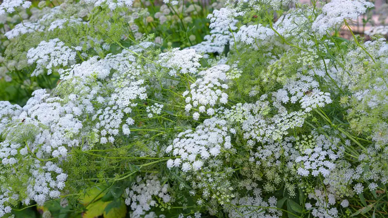 Queen Anne’s lace
