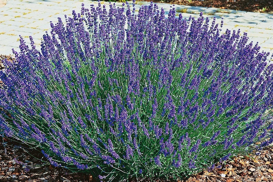 lavender plant in the garden